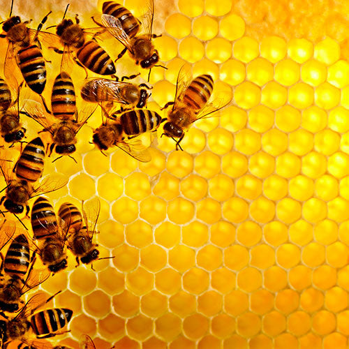 Close-up of New Zealand honeybees on golden honeycomb — Deep Blue Health NZ Honey range