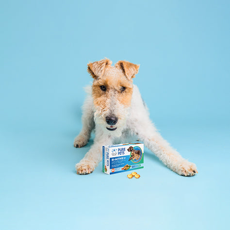 Wire-haired terrier dog beside a Deep Blue Health Pure Pets supplement box — specials range NZ