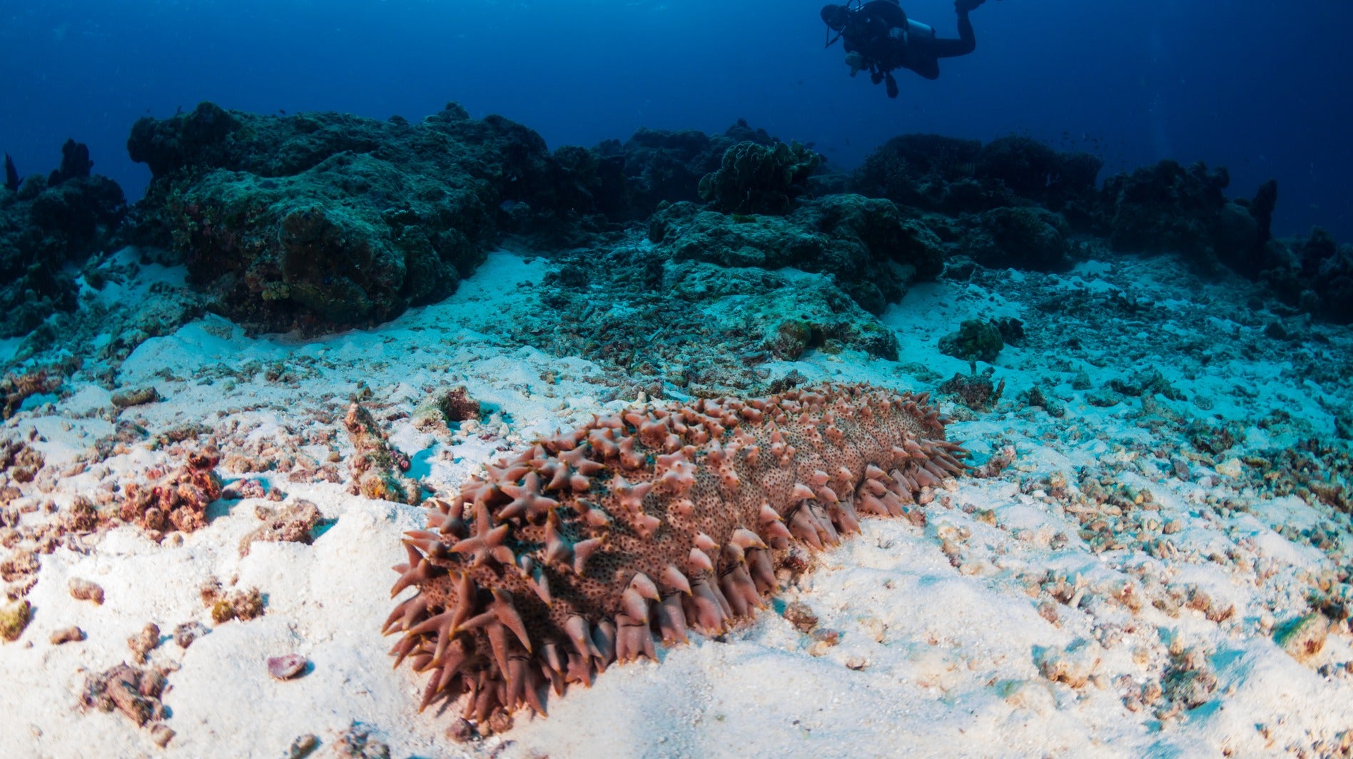 <p>Pacific Marine Source</p>