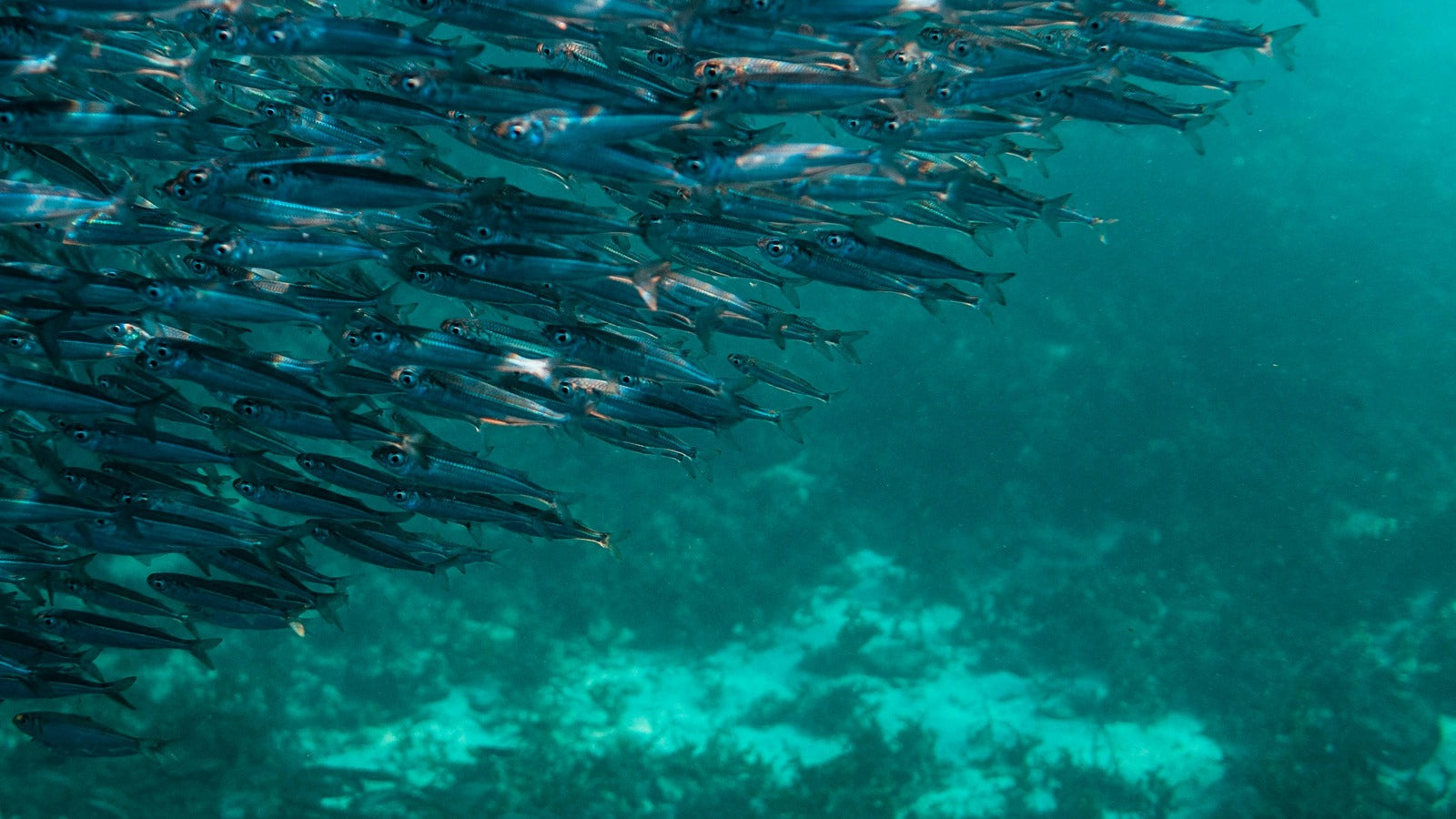 <p>South Pacific Fish Oil</p>