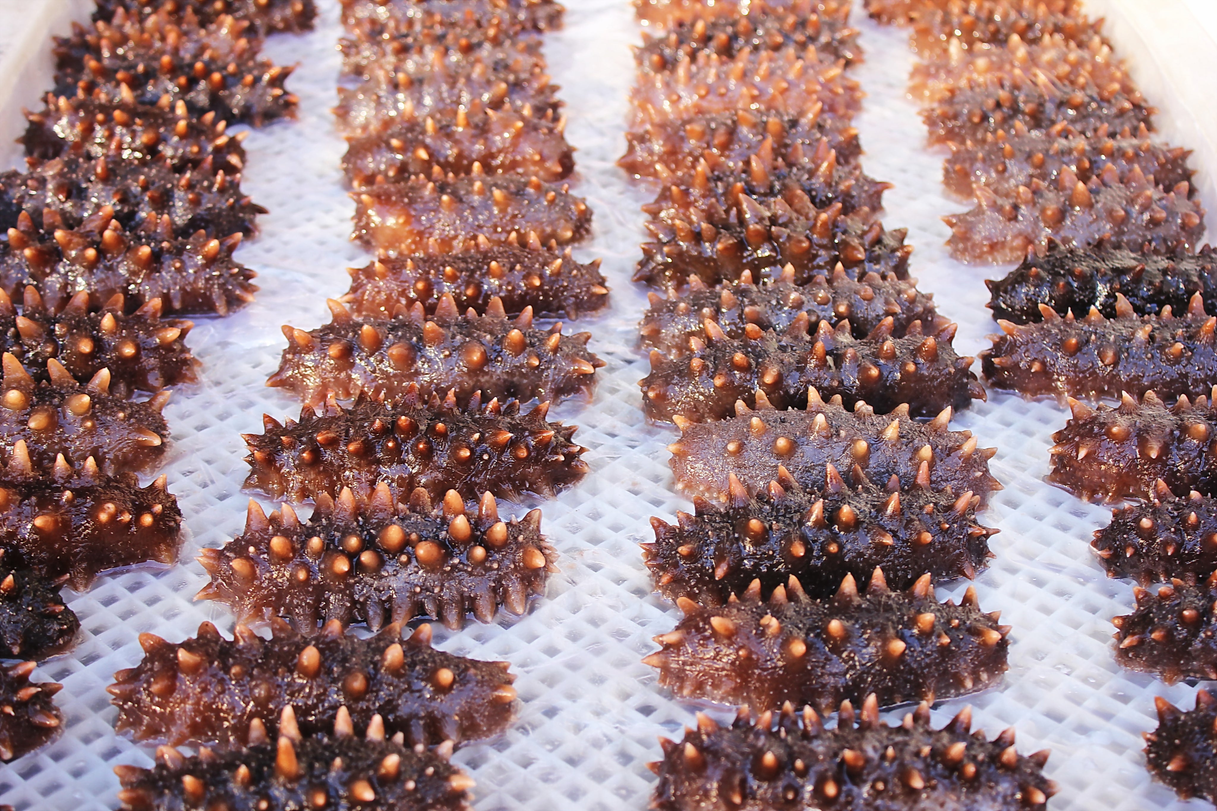 What Is Sea Cucumber?