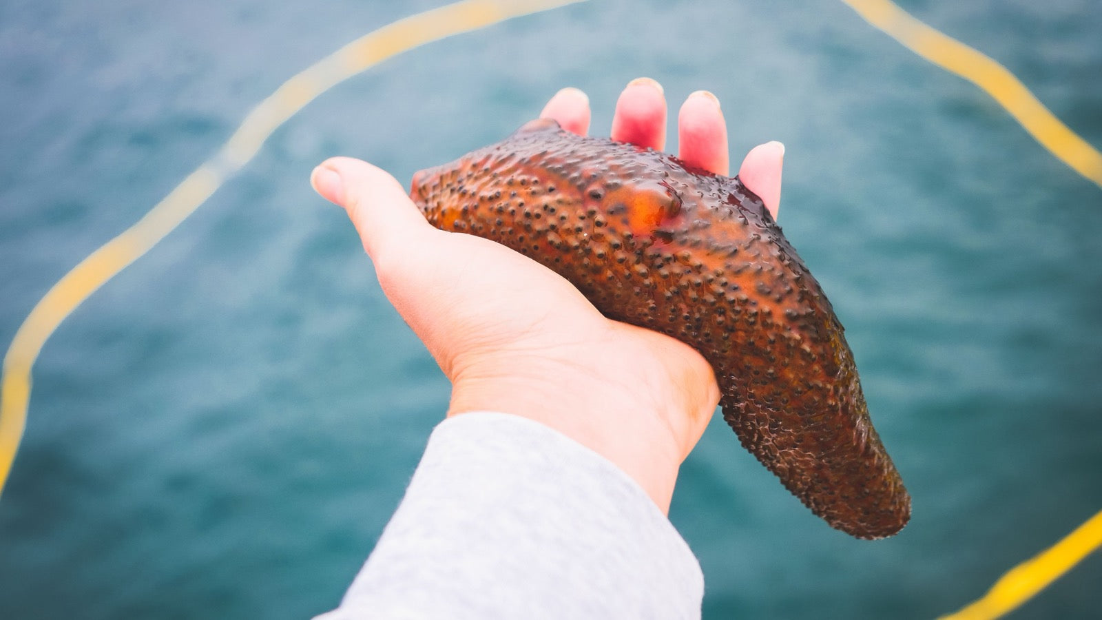 <p>Sea Cucumber, Simply Explained</p>