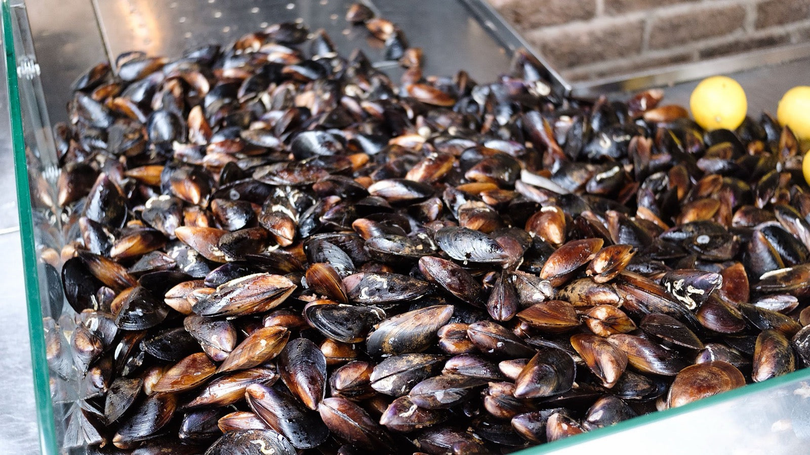 <p>Green Lipped Mussel Benefits Explained</p>