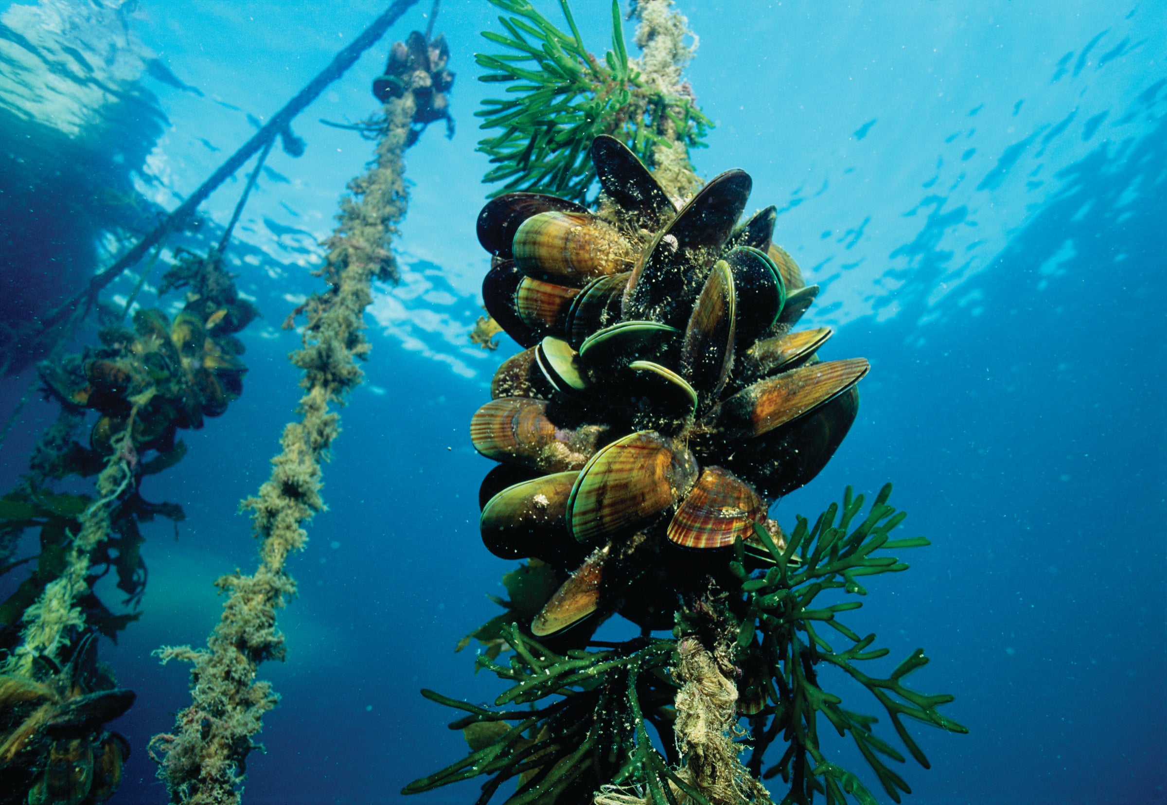 <p>Sourced From Sustainable Mussel Farms</p>