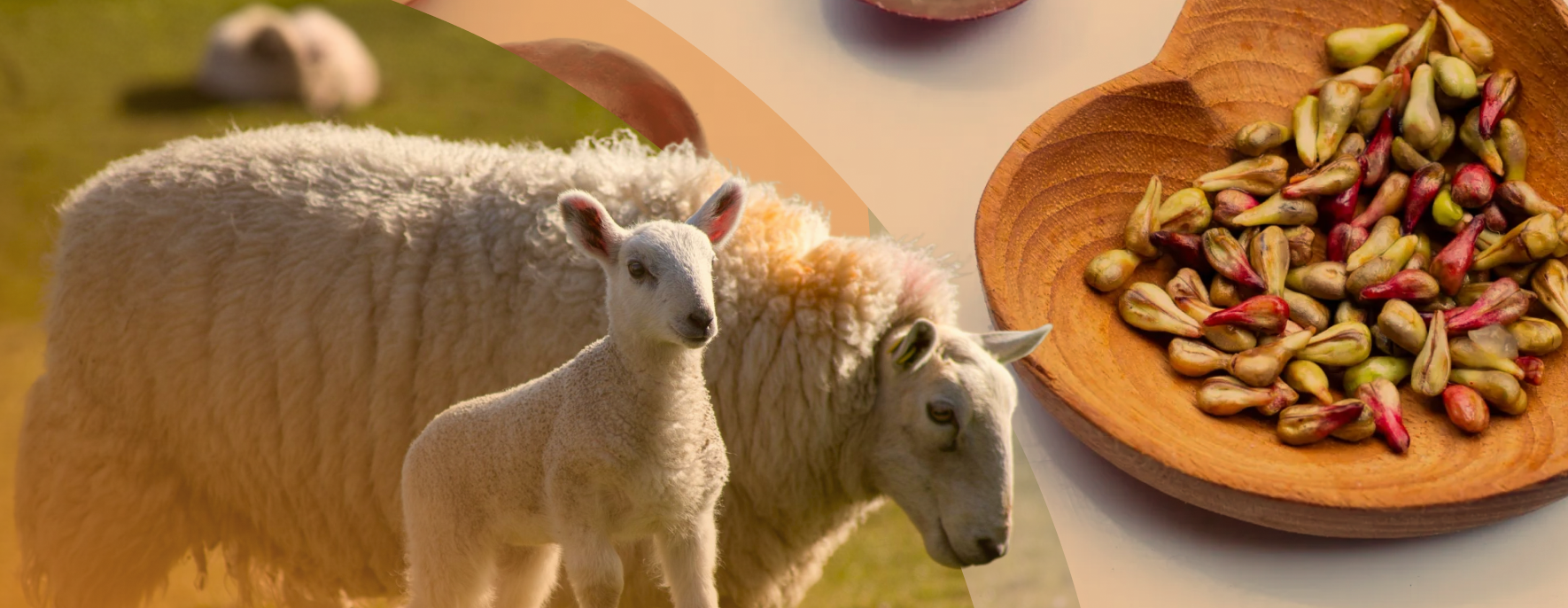 How Sheep Placenta Works With Grape Seed