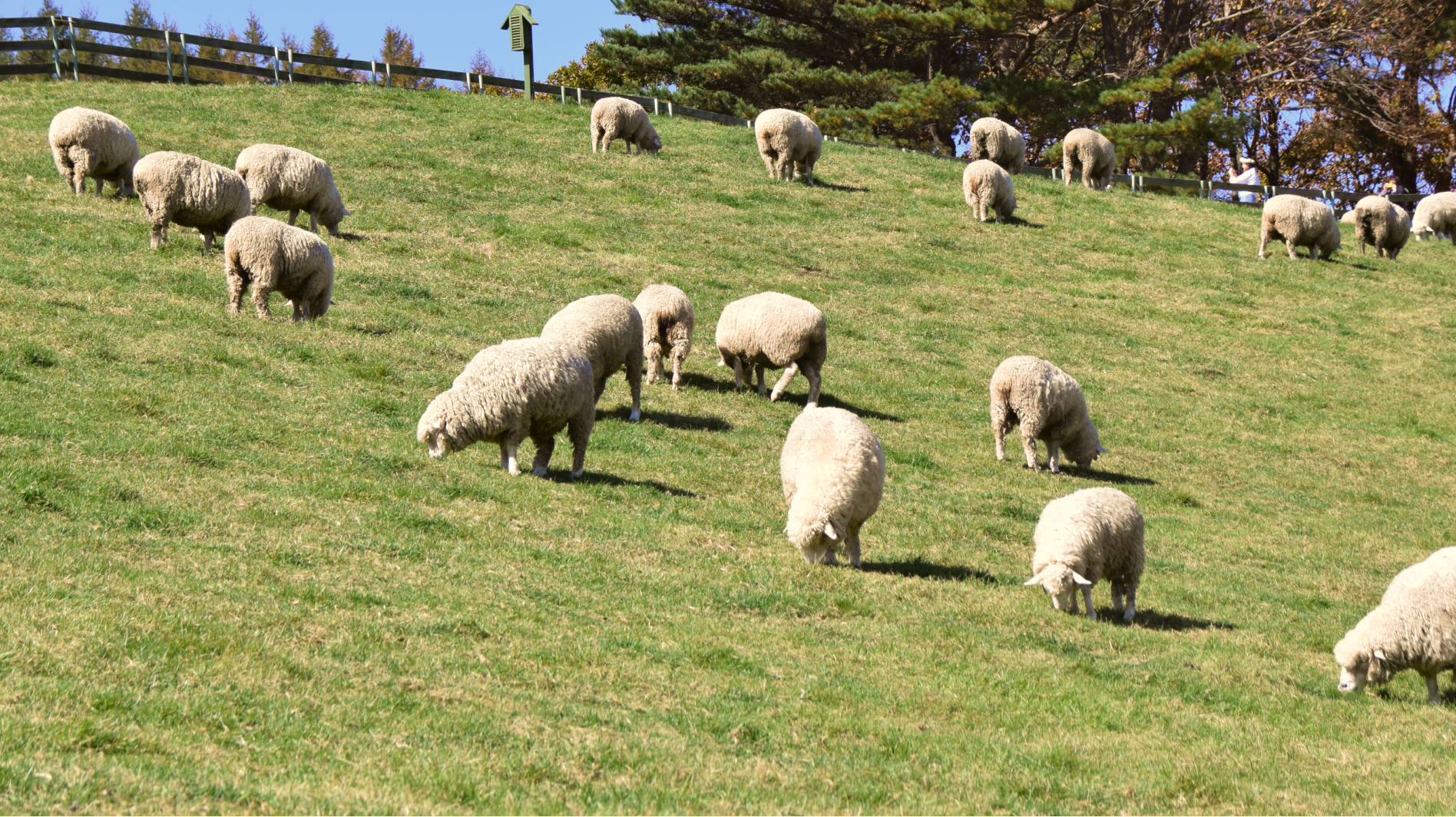 South Island Sheep Farms