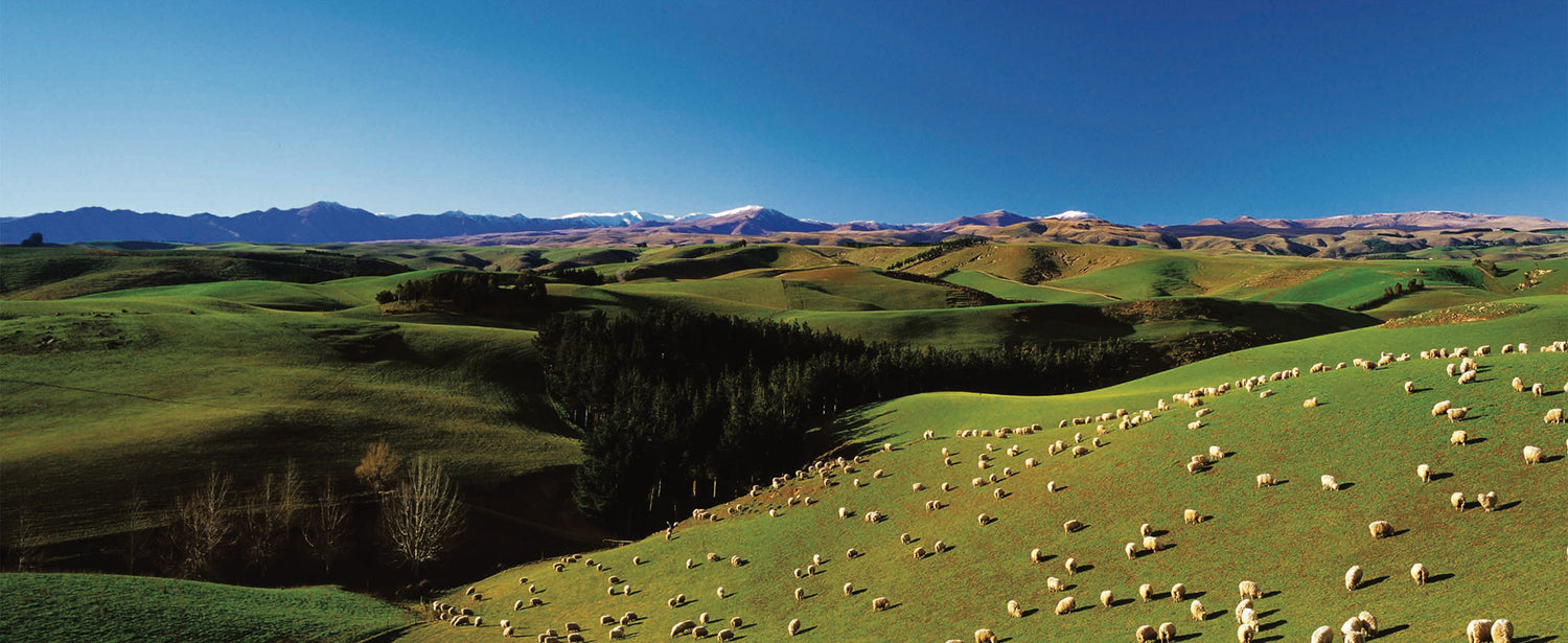 Aerial view of green New Zealand hills with sheep grazing — nature's gift for natural health